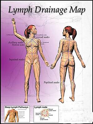 Lymph Drainage Map